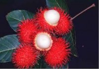 Rambutà